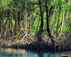 جنگل حرا قشم -  بهترین تور قشم