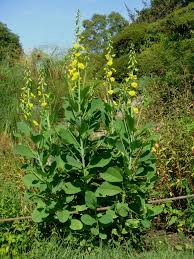Image result for Crotalaria bernieri