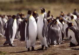The combination of their sharp horns and immense bulk helps to protect the mammals from predators, while their lack of body hair prevents the. Scientists Predict King Penguins Face Major Threats Due To Climate Change The Two Way Npr