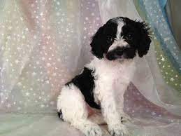 It's also free to list your available puppies and litters on our site. Ready Soon Black And White Cockapoos Located In North Iowa Cockapoo Puppies For Sale Cockapoo Puppies Black And White