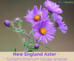 Image result for Aster chimanimaniensis