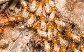 Gulf shores | al 36542. Gulf Coast Pest Control Pest Removal Mobile Al