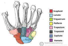Image result for Scaphoid Bone