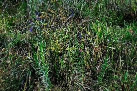Image result for Lobelia chireensis