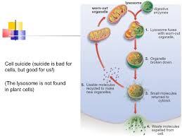 Plants have very different lifestyles from animals, and these differences are apparent when you. Plant Animal Cells
