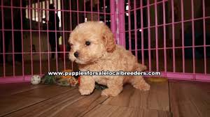 Buy and sell maltipoos puppies & dogs uk with freeads classifieds. Adorable Maltipoo Puppies For Sale Georgia At Lawrenceville Puppies For Sale Local Breeders