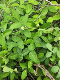 Image result for Macrotyloma uniflorum
