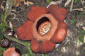 Rafflesia Arnoldii Endangered Endangered Species Weird Plants Carnivorous Plants Corpse Flower