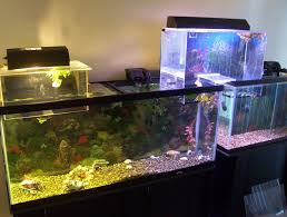 Pin By Vusi On Fishes And Others Fish Tank Stand Aquarium Cool Fish Tanks