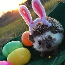 Because Pinterest Needs More Hedgehogs With Homemade Bunny Ears Hedgehog Bunny Ear Animals