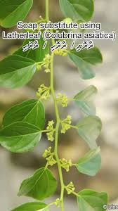 Image result for Colubrina asiatica