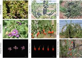 Image result for Lycium pilifolium