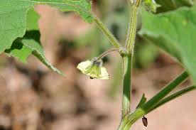 Image result for Physalis pubescens
