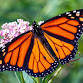 Living with Wildlife: Bugs (with WY State Parks)