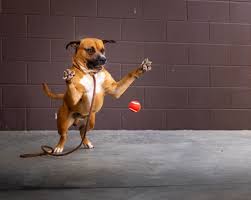 Maybe you would like to learn more about one of these? As Animal Shelters Fill Up New Technology Helps Reunite Lost Pets With Owners Reporter Newspapers