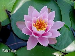 With a little time and care, you'll have a gorgeous collection of water lilies year after year. Fabiola Water Lily Pond Plants Water Lilies Aquatic Plants Buy Online In Burkina Faso At Desertcart 48194796