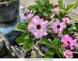 Image result for Adenium swazicum