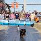Savannah Wiener Dog Races