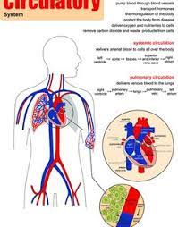 This Poster Belongs To A Series Of Posters About Several Organ Systems They All Have The Constitution Of Ea Circulatory System Human Body Systems Organ System