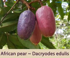 Image result for Pachylobus edulis