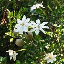 Image result for Gardenia cornuta