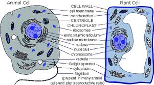 Check spelling or type a new query. Differences Between Plant Cell And Animal Cell Qs Study