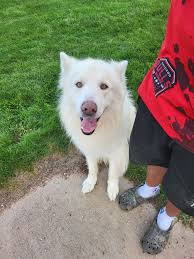 Lost dog found in Hardeman County