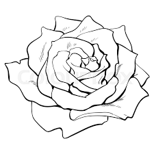 New users enjoy 60% off. Deep Contour Rose Bud Top View Sketch Stock Vector Colourbox