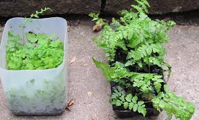 Save garden fern plants to get email alerts and updates on your ebay feed. Growing Ferns From Spores A Basic Practical Guide The British Pteridological Society