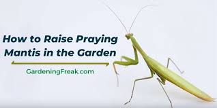 One of the most distinctive features of northern praying mantis is the praying mantis hook (螳螂勾; How To Raise Praying Mantis In The Garden Gardening Freak