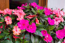 Planted just after the last threat. New Guinea Impatiens Care And Growing Guide Martha Stewart