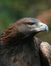We did not find results for: Golden Eagle Simple English Wikipedia The Free Encyclopedia