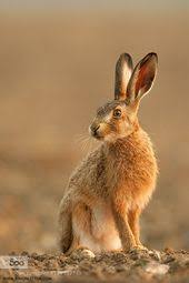 Superb Nature Brown Hare Workshop Image By Simonlitten Animals Beautiful Animals Hare