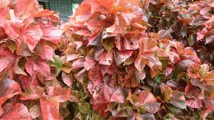 Image result for Acalypha paucifolia