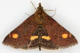 Image result for Pyrausta aurata