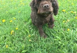 Check spelling or type a new query. Cockapoo Puppy For Sale Adoption Rescue For Sale In Spring Valley Wisconsin Classified Americanlisted Com