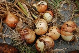 How to keep onions from garden. Harvesting Onions When And How To Harvest Onions