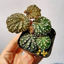 Image result for Begonia oxyloba