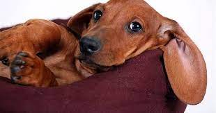 evde beslenebilecek en tatli 10 kucuk kopek cinsi dachshund puppies dachshund dog dachshund love