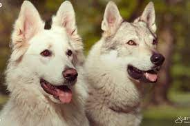 My Wolfdog Hd Wallpapers New Tab Theme Mystart Wolf Dog Hd Wallpaper Beautiful Wolves