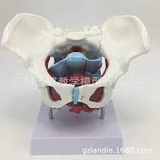 Read and learn the following words: Anatomical Pelvic With Floor Muscles Childbirth Process Demonstration Midwifery Teaching Model Human Skeleton Toy Aliexpress