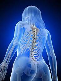 Think back to last halloween for a minute. Abstract Female Body With Visible Back Bones Computer Illustration 3d Vertebrae Stock Photo 312137302