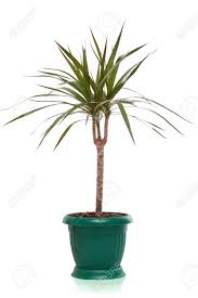 Growing a parlor palm tree indoors is ideal because it. House Plant Dracaena Palm In Flower Pot Isolated Stock Photo Picture And Royalty Free Image Image 10232958