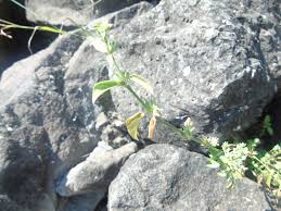 Image result for Dicliptera verticillata