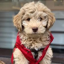 Cockapoo Puppies In Virginia Top 4 Breeders 2021 We Love Doodles