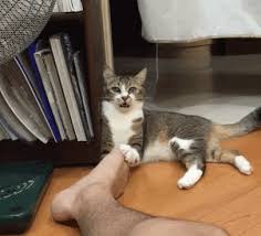 Funny animals try not to laugh funny dog cute funny cat animals life. Latest Funny Cat Gifs Gifs Gfycat
