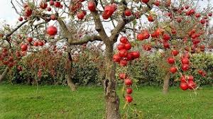 Many young trees benefit from fertilizer up to 6 times per year. Fruit Trees Will Produce 10 Times More Fruits If You Do This Youtube