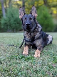 Image result for german shepherd dog