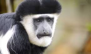 White colobus monkey