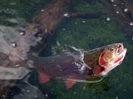Yellowstone Cutthroat Trout Lake Yellowstone National Park Fish Trout Lake Trout